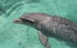 Hoe om te zwemmen met dolfijnen in de VS