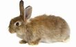 Wat eet een jonge Cottontail konijn?