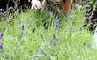 How to Grow een lavendel Plant buitenshuis