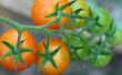 Hoe maak je een verkeerd-om ondersteuning voor een ondersteboven tomatenplant