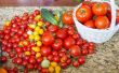 How to Grow Tomaten