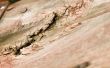 Hoe te repareren exterieur hout rot