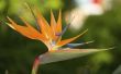 How to Grow de paradijsvogel bloem
