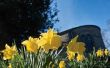 Hoe Plant u narcissen bollen in het voorjaar