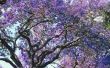 Bomen met paarse klokvormige bloemen