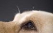 How to Use Contact Saline in de ogen van een hond