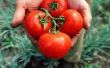 Het behouden van frisse tomatensalsa