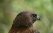 Hoe te voeden een Wild Red - Tailed Hawk