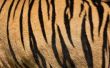 How to Make Tiger Stripe patronen