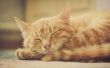 Bijwerkingen van de Drug Cisapride op katten