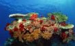Wat te zetten in een Aquarium van Mini Reef