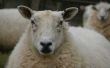 De geschiedenis van het schapen scheren