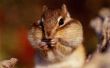 Welke soorten voedingsmiddelen eet eekhoorns?