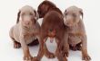 Gemeenschappelijke kwalen van Dobermann pups