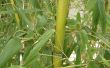 De beste Weed Killer voor Bamboo