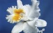 Hoe te doen een zwevende orchidee middelpunt
