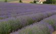 Economie van het kweken van lavendel