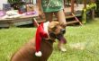 How to Make Santa hoeden voor honden
