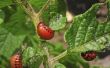 Red Bugs op de tomatenplanten