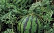 How to Grow watermeloen in Zone 6