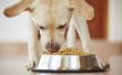 Kan ik mijn volwassen hond Puppy eten voeden?