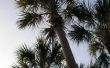 Kool Palm Tree feiten