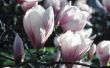 Hoe de tulp Magnolia snoeien
