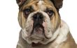 Hoe schoon uw Engels Bulldog's gezicht rimpels
