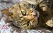 Methimazol bijwerkingen bij katten