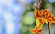 Vlinder Orchidee verzorging & onderhoud