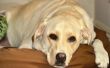 Wat zijn de behandelingen voor Seroom vorming bij honden?