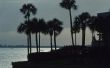 Kan je een Florida Sabal Palm omgehakt?