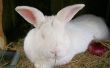 Warme oren op een konijn