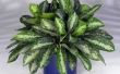 Hoe te cultiveren en te verspreiden van de winkel kocht Aglaonema planten