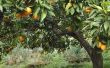 Landscaping met citrusbomen