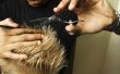 Hoe te knippen haren met doezelen schaar