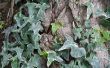 Snelst groeiende Ivy Vines