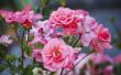 Hoe u kunt besturen trips op rozen