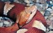 Copperhead Snake identificatie in Virginia