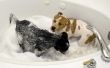 Waarom een hond stinken na een bad?