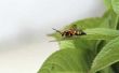 How to Kill cicade moordenaar wespen