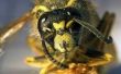 Hoe te houden van bijen uit nestkastjes