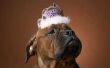 Goody Bag van ideeën voor de verjaardagspartij van een hond