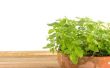 Hoe doorgeven Mint planten