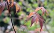 Hoe de zorg voor een dwerg Japanse esdoorn-boom