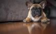 Hoe de zorg voor een Franse Bulldog