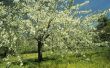 Giftige Wild Cherry bomen in Noord-Amerika