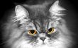 Hoe de zorg voor de ogen van de Perzische katten