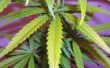 Wetten over het kweken van marihuana in Californië