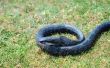 How to Get Rid van zwarte Rat slangen
